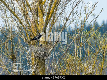 ein Kormoran Paar brütet in ihrem Nest in der Baumkrone im Frühling Stock Photo