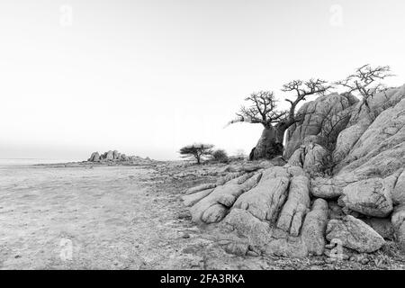 Rocks and baobab tree on Kubu Island in black-and-white Stock Photo