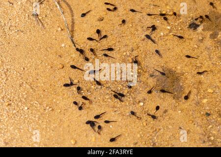 Tadpoles of common toad (Bufo bufo) in a shallow pond, UK Stock Photo