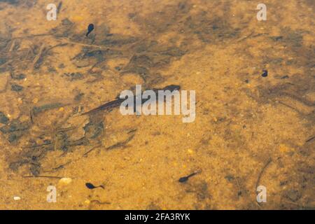 Palmate newt (Lissotriton helveticus) male in pond among common toad tadpoles, which are a prey species of newts, UK, during spring Stock Photo