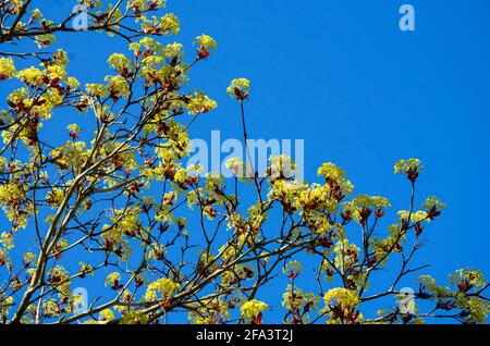 Fresh new shoots sprouting on a tree in springtime with a vivd blue sky behind. Stock Photo