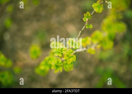 fresh new buds on currant branches at springtime farm garden background Stock Photo