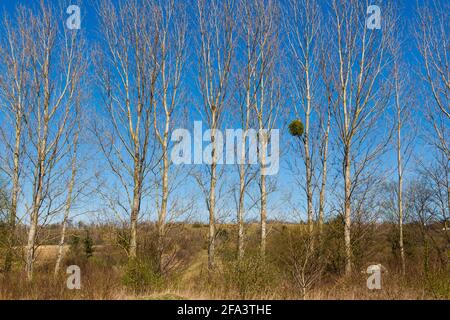 Row of Black poplar (Populus nigra) trees with European mistletoe (Viscum album) in spring, Hungary Stock Photo