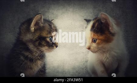 Close up portrait of two adorable kitten standing one in front another. Little cats looking curious each other isolated on a grey wall background. Ani Stock Photo