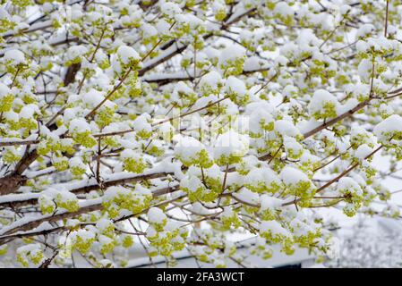 Maple blossoms covered in snow after an early spring snowfall. Stock Photo