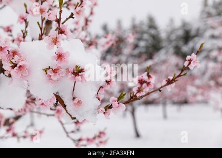 Canada,Ontario, Niagara on the Lake, Peach orchard in bloom covered in a rare spring snowfall. Stock Photo