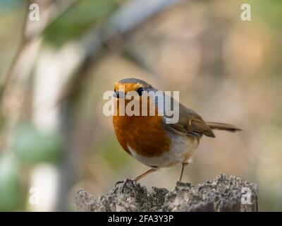 The European robin (Erithacus rubecula), known simply as the Robin or Robin Redbreast in Ireland and Britain Stock Photo