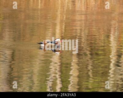A male Mandarin Duck (Aix galericulata) swimming a pond showing soft reflections of trees on the surface. Stock Photo