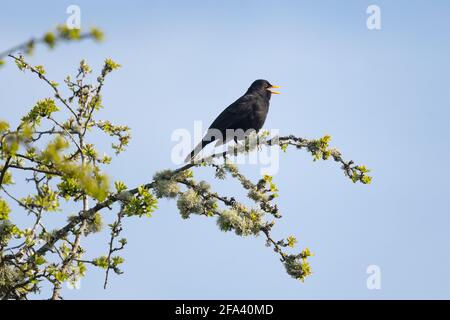 Male blackbird singing on high branch (Turdus merula) - UK Stock Photo