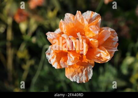 Papaver rupifragum ‘Orange Feathers’ Poppy Orange Feathers – double orange flowers tinged white with crinkly petals,  April, England, UK Stock Photo