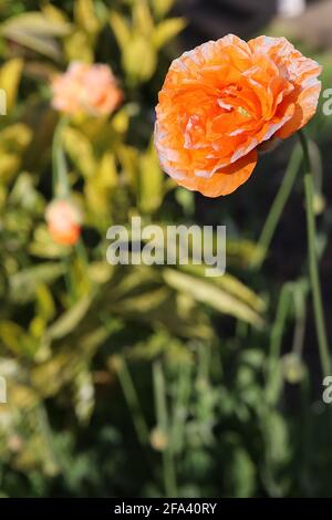Papaver rupifragum ‘Orange Feathers’ Poppy Orange Feathers – double orange flowers tinged white with crinkly petals,  April, England, UK Stock Photo
