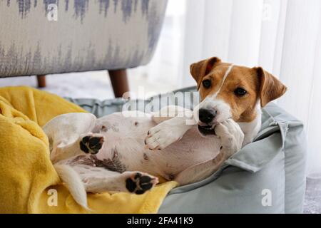 Cute sleepy Jack Russel terrier puppy with big ears resting on a dog bed with yellow blanket. Small adorable doggy with funny fur stains lying in loun Stock Photo