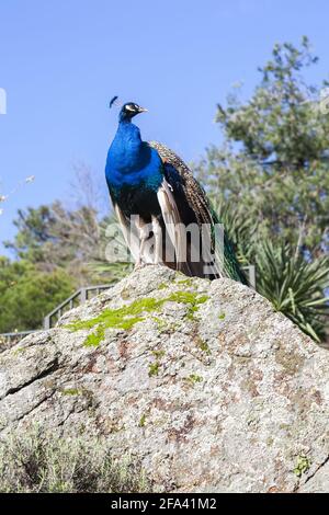 Proud peacock on top of a large mossy granite stone in a public