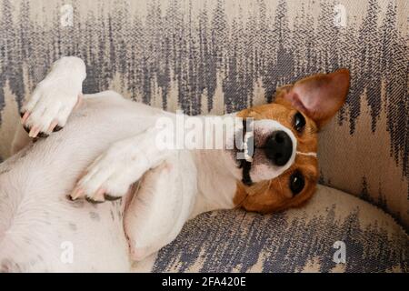 Cute sleepy Jack Russel terrier puppy with big ears being playful. Small adorable doggy with funny fur stains lying on her back and smiling. Close up, Stock Photo