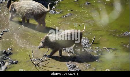 two squeakers of wild pig Stock Photo