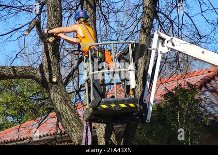 Tree surgeon with helmet and full equipment on cherry picker sawing limb off of a tree in front of tile roof and blue sky Tulsa Oklahoma USA 3 6 2018 Stock Photo