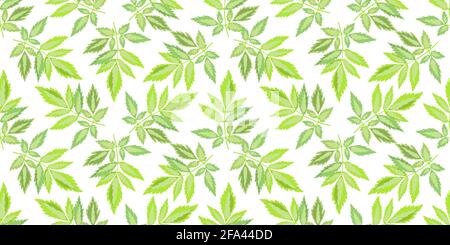 Vector floral seamless pattern. Green leaves isolated on a white background. Stock Vector