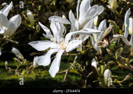 White flower Magnolia stellata also know as star Magnolia in spring in Ireland Stock Photo