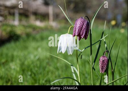 The Fritillaria Meleagris  is a nodding bell shapped wild flower also known as the Snake Head, Checkered Daffodil, Chess Flower, Frog-cup, Leper lily Stock Photo