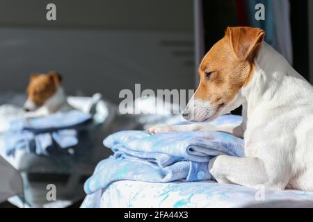 Jack russell hot sale pajamas