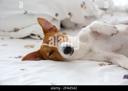 Cute Jack Russel terrier puppy with big ears sleeping on a bed with white linens. Small adorable doggy with funny fur stains lying in adorable positio Stock Photo