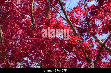 Looking up at the bright red maple leaves of an autumnal canopy under a blue sky Stock Photo