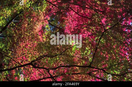 Looking directly up at colorful overlapping layers of canopies of Japanese maple trees on a sunny day in autumn Stock Photo