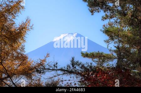 View of Mount Fuji through a break in the canopy of an autumnal forest under a blue sky Stock Photo