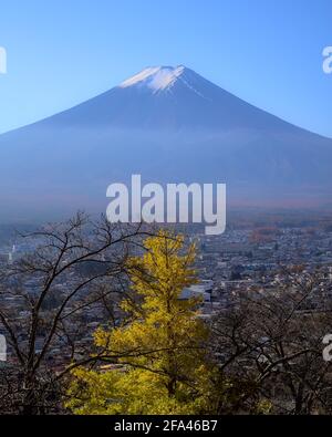 Daytime view of Mount Fuji and a bright yellow ginkgo tree in autumn under a clear blue sky, with part of the city of Fujiyoshida visible Stock Photo