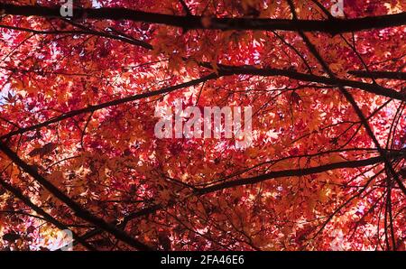 Looking up at the bright red maple leaves of a thick autumnal canopy on a sunny day Stock Photo