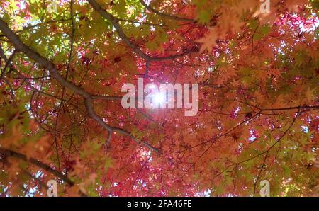 Looking up at the sun shining brightly through a colorful autumnal canopy Stock Photo