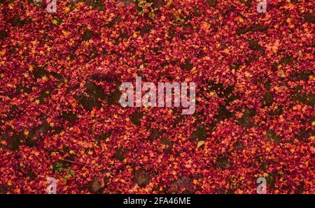 A dark moss-covered concrete surface covered in fallen red autumnal maple leaves Stock Photo