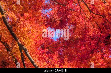 Looking up through several layers of bright orange-red Japanese maple leaves under a blue sky in autumn Stock Photo