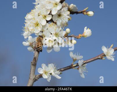 Honey Bee pollinating white plum flower Stock Photo