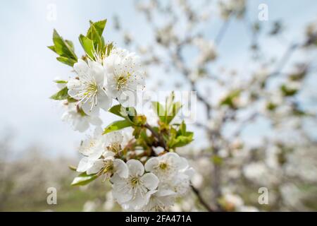 Close up on cherry tree branches in bloom white flowers blossom Stock Photo