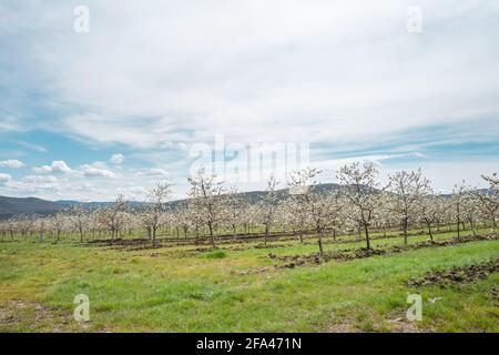 Cherry plantation low angle view on row of trees in bloom with white flowers orchard Stock Photo