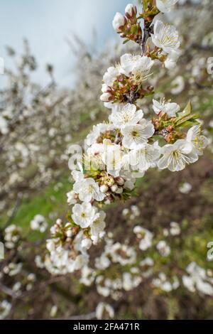 Close up on cherry tree branches in bloom white flowers blossom Stock Photo