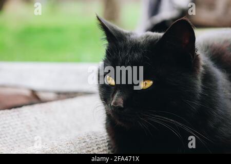 Portrait muzzle of street relaxing sitting black cat with yellow eyes close up, wild or domestic animals Stock Photo