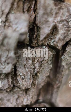 Pear tree bark macro close up, selective focus on natural texture pattern of garden plant Stock Photo