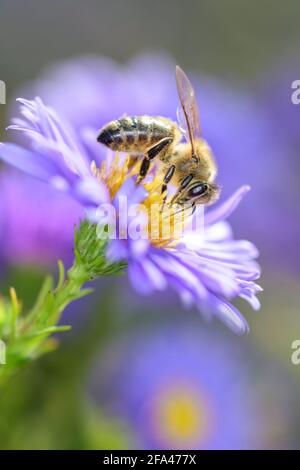 Bee - Apis Mellifera - Pollinates A White Heath Aster - Symphyotrichum Ericoides Stock Photo