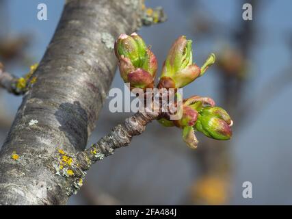 White and green  buds on cherry tree branches. Blur background Stock Photo