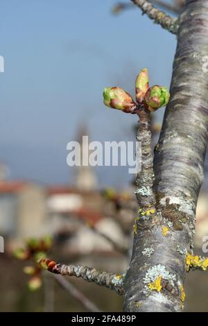 Cherry branches with swollen buds against blue sky. Springtime background. A Tuscan village on the blur background Stock Photo