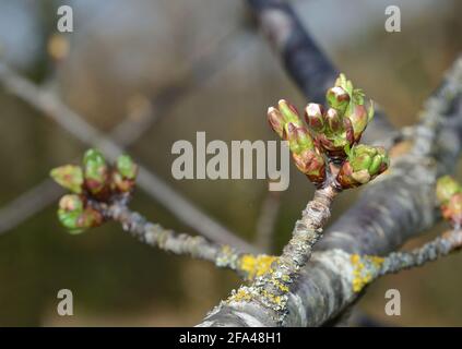 White and green  buds on cherry tree branches. Blur background Stock Photo