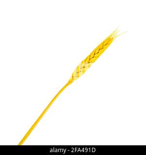 Bright yellow wheat stem with grains isolated on white background. Stock Photo