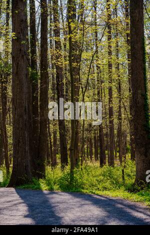 Woodland photo of sunlight streaming through trees in Huntly Meadows Park in Alexandria. Stock Photo