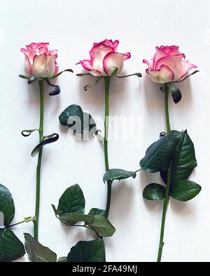 Three roses on a white background Stock Photo