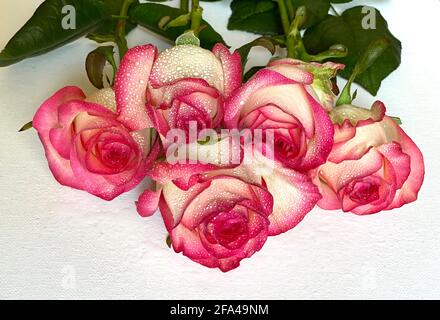 Forgotten in the rain pink roses on a white background Stock Photo