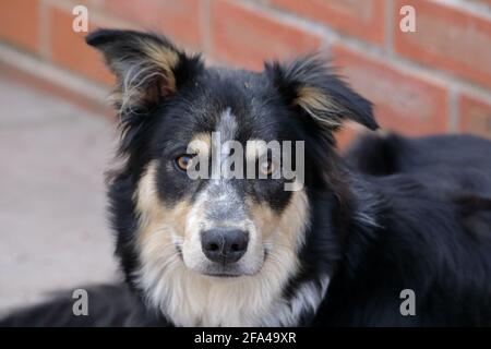 A head shot of a tricoloured border collie Stock Photo