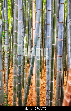 Sections of bamboo plants and trees of a forest grove in Japanese city Kyoto. Stock Photo
