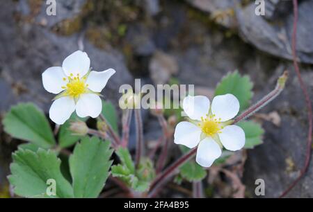 Coastal Strawberry Fragaria chiloensis, Cowichan Valley, Vancouver Island, British Columbia, Canada Stock Photo